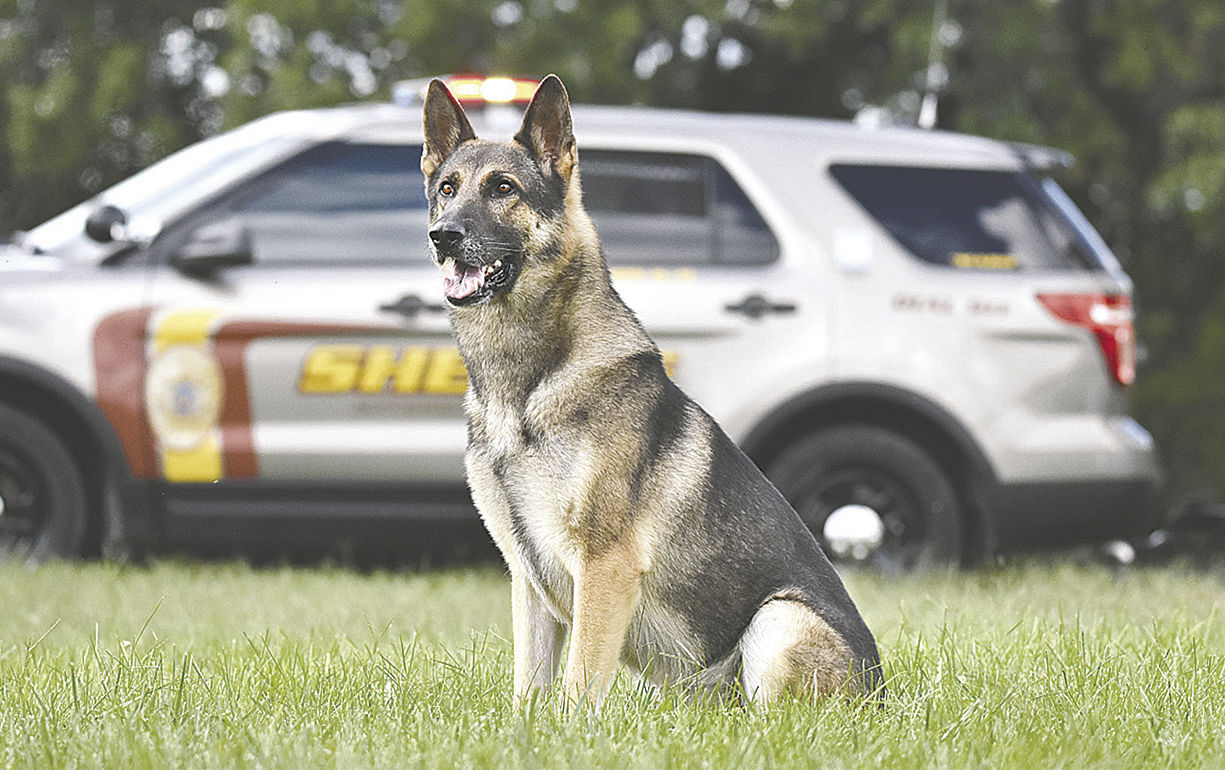 ICYMI: Sheriff’s Office K-9 officer Thor dies after six years of service